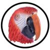 Papagei Maske Erwachsene - Masken